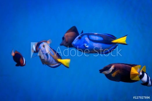 Picture of Tropical sea underwater with coral reefs and fish beautiful vie
